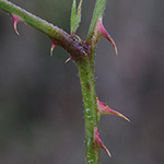 Rubus stereacanthos - Hartstachelige Brombeere
