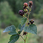 Rubus stereacanthos - Hartstachelige Brombeere