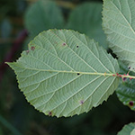 Rubus stereacanthos - Hartstachelige Brombeere
