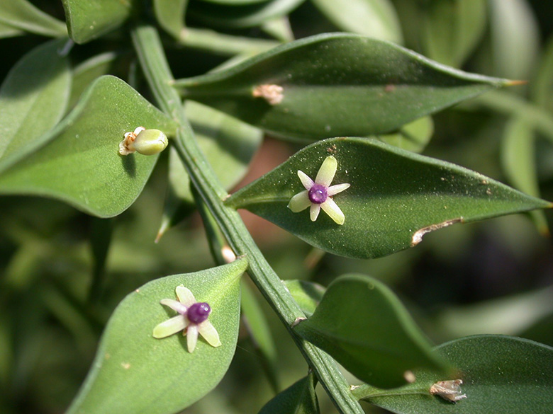 Ruscus aculeatus