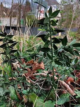 Ruscus aculeatus