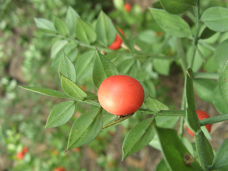 Ruscus aculeatus