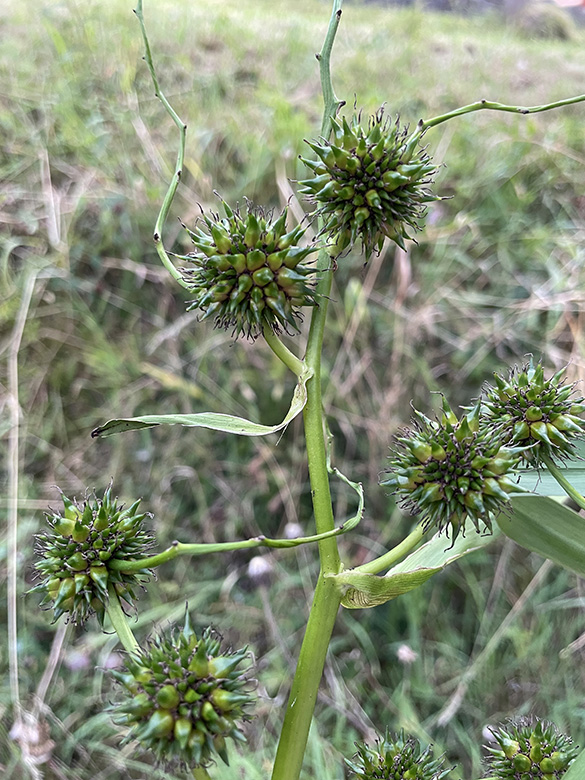 Sparganium erectum neglectum