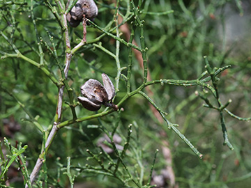 Tetraclinis articulata