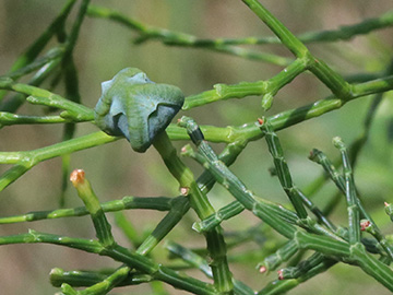 Tetraclinis articulata