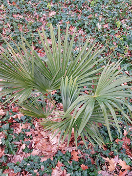 Trachycarpus fortunei