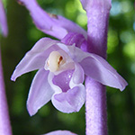 Epipactis purpurata