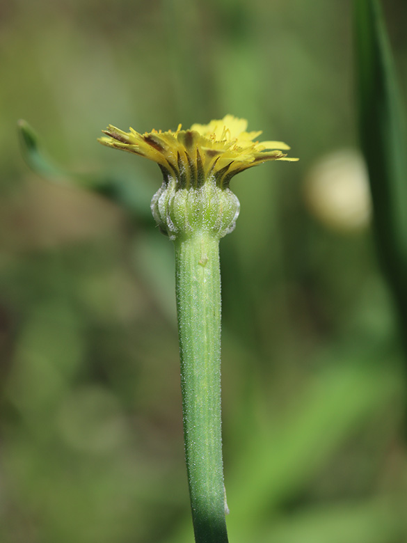 Arnoseris minima