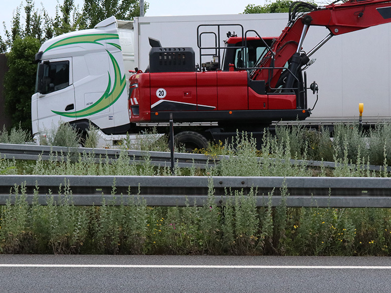 Artemisia absinthium
