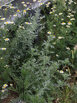 Artemisia absinthium