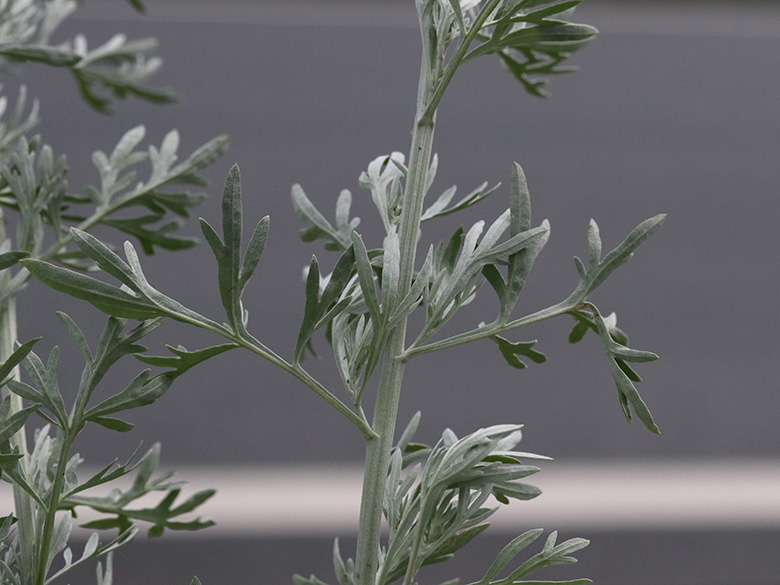 Artemisia absinthium