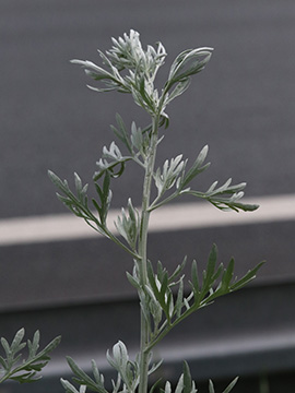 Artemisia absinthium