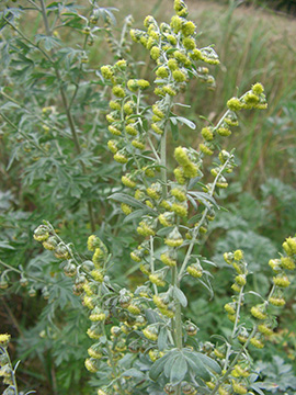 Artemisia absinthium