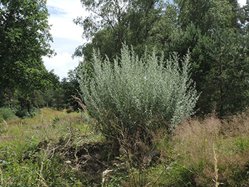 Artemisia absinthium