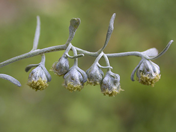 Artemisia absinthium