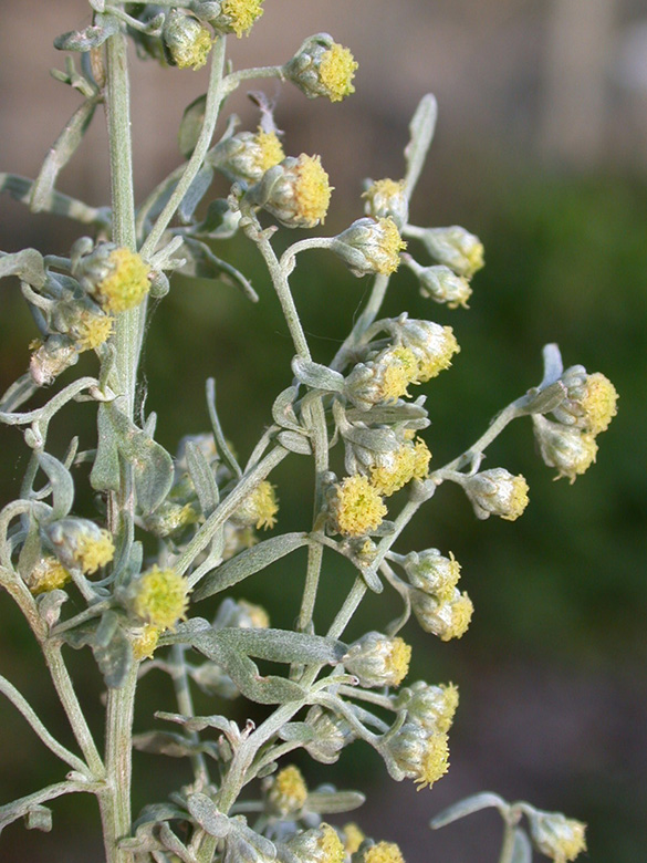 Artemisia absinthium