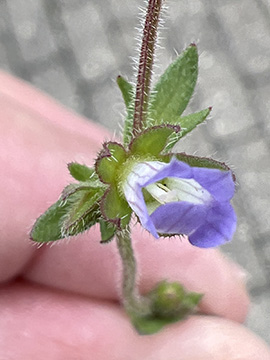 Campanula erinus
