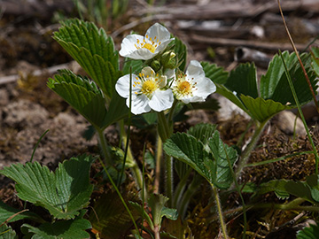 Fragaria viridis