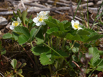 Fragaria viridis