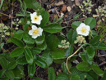 Fragaria viridis