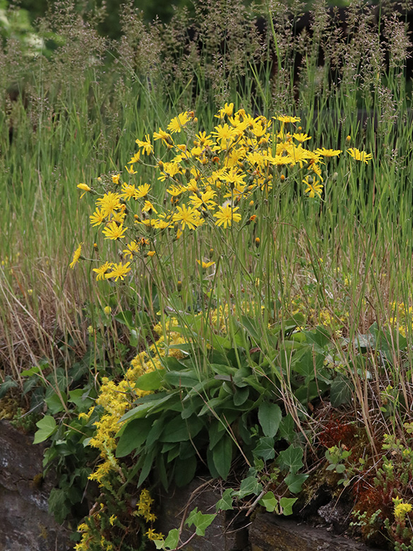 Hieracium murorum