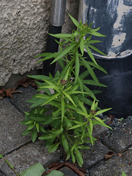 Iberis umbellata