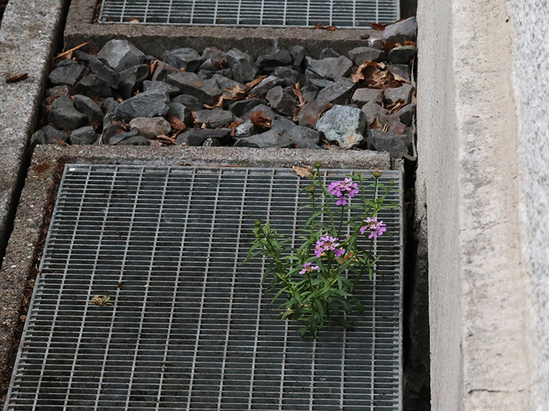 Iberis umbellata