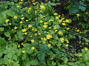 Lapsana communis intermedia