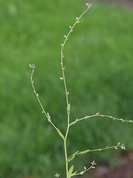 Myosotis dubia