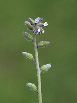 Myosotis dubia