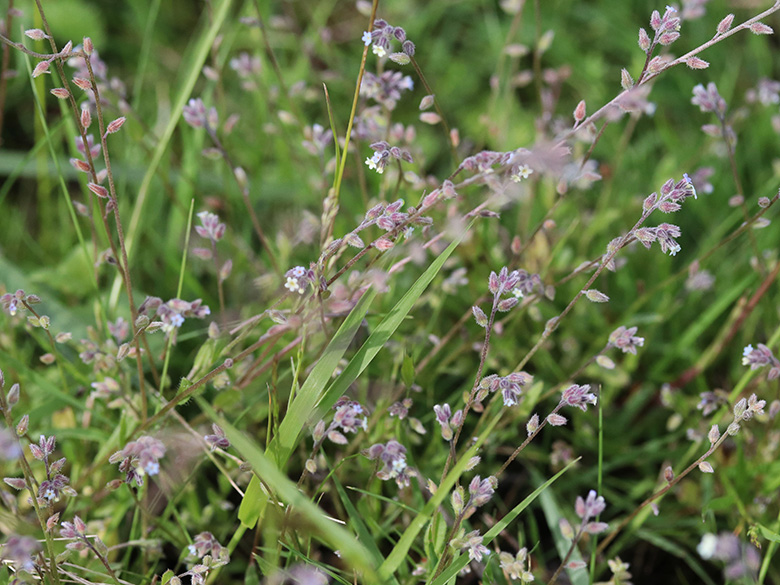 Myosotis dubia