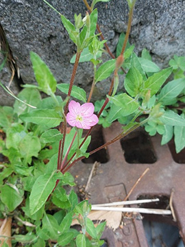 Oenothera rosea