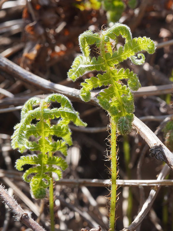 Phegopteris connectilis