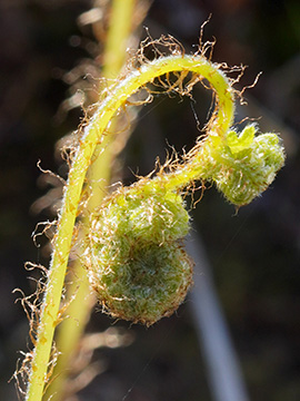 Phegopteris connectilis
