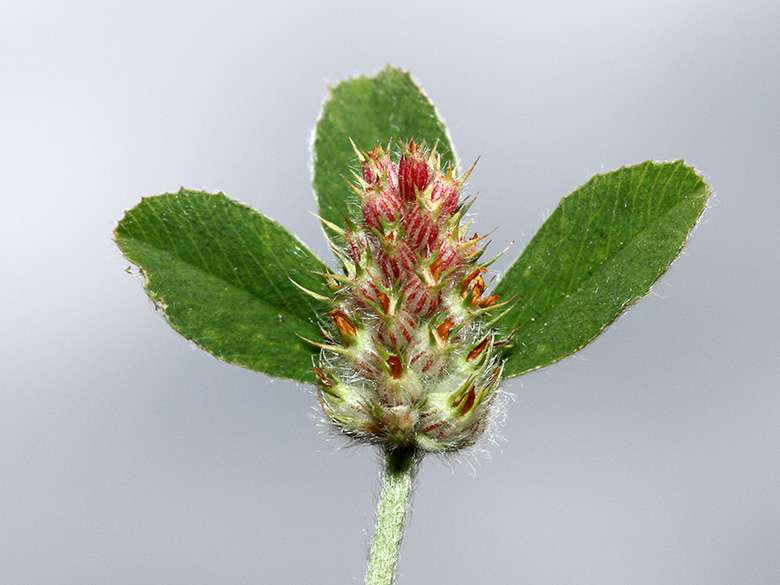 Trifolium striatum