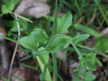 Arabidopsis halleri
