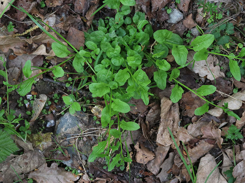 Arabidopsis halleri