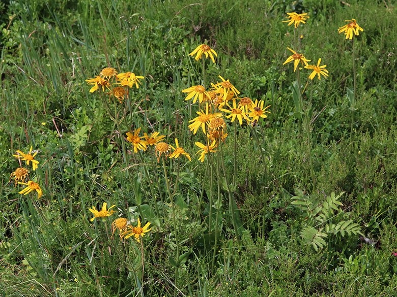 Arnica montana