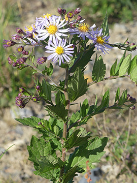 Aster ageratoides
