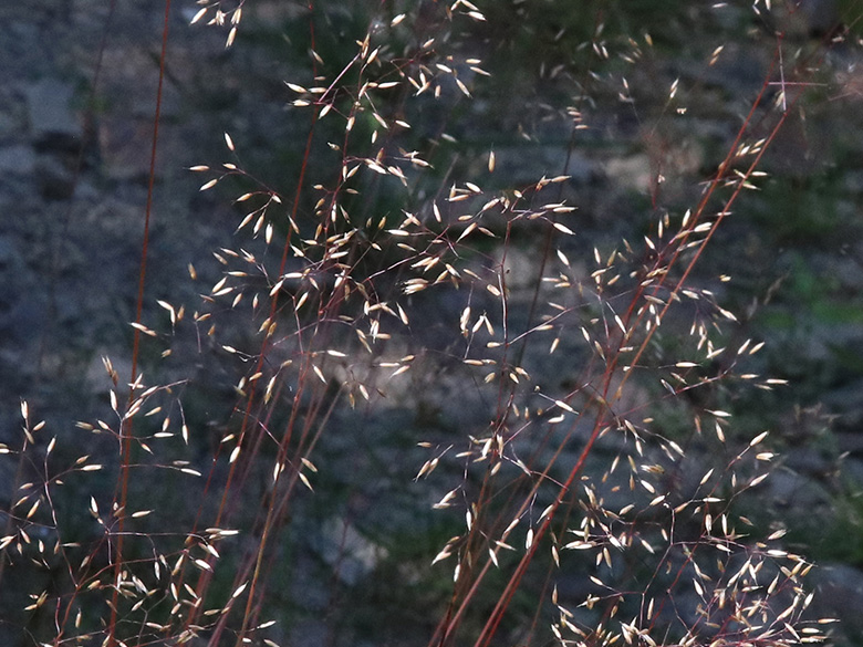 Avenella flexuosa