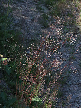 Avenella flexuosa