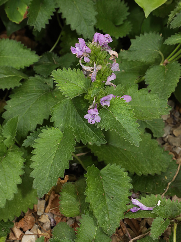 Betonica macrantha