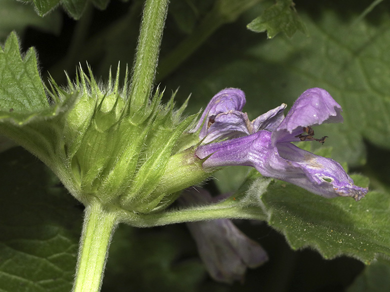 Betonica macrantha