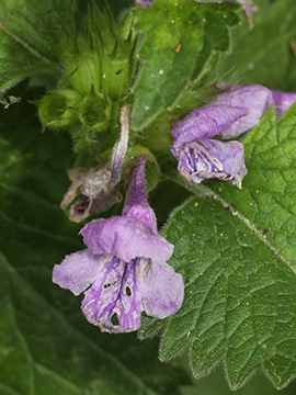 Betonica macrantha