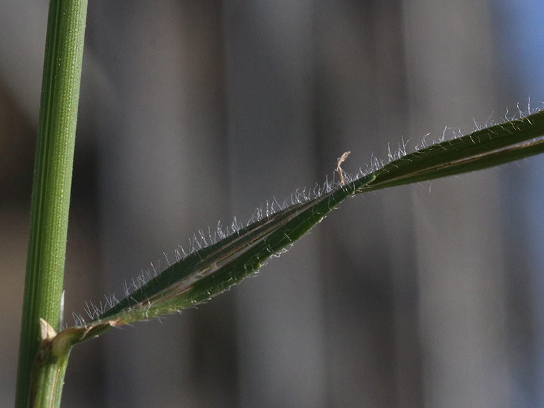 Bromus riparius