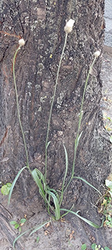 Catananche caerulea