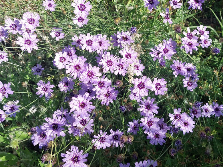 Catananche caerulea