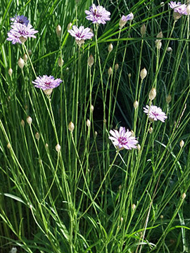 Catananche caerulea