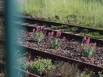 Centranthus ruber