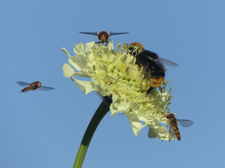 Cephalaria gigantea
